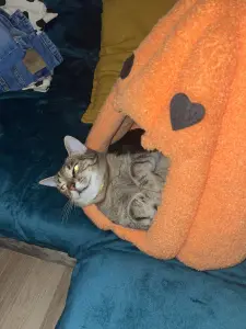 Mohola Lili