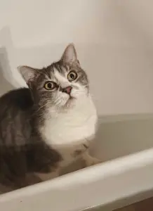 Heni