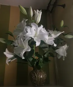 Lilly