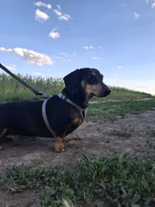 Zsu