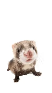 Luca