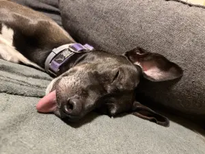 Düri